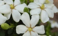 ScentAmazing Gardenia - 1 Gallon Pot -Stylish Garden Plant Store Gardenia Scentamazing 20