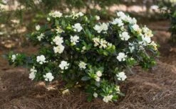 Sweet Tea Gardenia - 3 Gallon Pot -Stylish Garden Plant Store Gardenia Sweet Tea 5