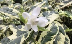 Variegated Gardenia - 1 Gallon Pot -Stylish Garden Plant Store Gardenia Variegated 1