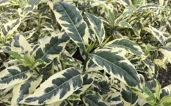 Variegated Gardenia - 1 Gallon Pot -Stylish Garden Plant Store Gardenia Variegated 2