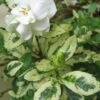 Variegated August Beauty Gardenia - 1 Gallon Pot -Stylish Garden Plant Store Gardenia Variegated BS 2