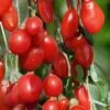 Goji Berry Plant - Lycium Barbarum - 1 Gallon Pot -Stylish Garden Plant Store Goji Berry Dynamite 500x750 1