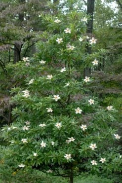 Sweet Tea Mountain Gordlinia - 3 Gallon Pot 9 Sweet Tea Mountain Gordlinia - 3 Gallon Pot -Stylish Garden Plant Store Gordlinia Sweet Tea 12