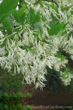 Grancy Graybeard - White Fringe Tree - 3 Gallon Pot 17 Grancy Graybeard - White Fringe Tree - 3 Gallon Pot -Stylish Garden Plant Store Grancy Graybeard Tree 30