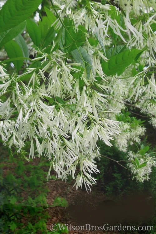 Grancy Graybeard - White Fringe Tree - 3 Gallon Pot 8 Grancy Graybeard - White Fringe Tree - 3 Gallon Pot - Image 6