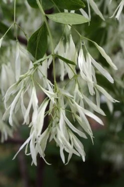 Grancy Graybeard - White Fringe Tree - 3 Gallon Pot 16 Grancy Graybeard - White Fringe Tree - 3 Gallon Pot -Stylish Garden Plant Store Grancy Graybeard Tree 32