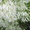 Grancy Graybeard - White Fringe Tree - 7 Gallon Pot (2-3') -Stylish Garden Plant Store Grancy Graybeard Tree Flowers 21 500x750 2
