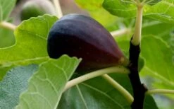 Black Mission Fig Tree - 1 Gallon Pot -Stylish Garden Plant Store Grape Black Mission 50 2