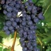 Concord Grape Vine - 1 Gallon Pot -Stylish Garden Plant Store Grape Concord 1 1