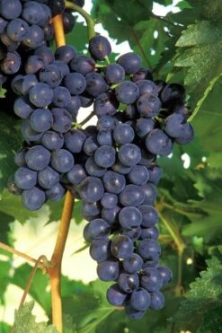 Concord Grape Vine - 2 Gallon Pot