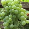 Himrod Seedless Grape Vine - 2 Gallon Pot 1 Himrod Seedless Grape Vine - 2 Gallon Pot -Stylish Garden Plant Store Grape Himrod 1