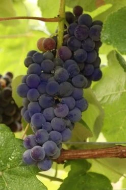 Mars Seedless Grape - 1 Gallon Pot