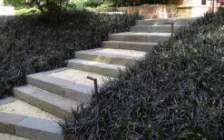 Black Mondo Grass - Ophiopogon Planiscapus 'Nigrescens' - 6 Pack Of 1 Gallon Pots -Stylish Garden Plant Store Grass Mondo Black 1