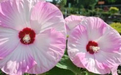 Luna Pink Swirl Hardy Hibiscus - 3 Gallon Pot -Stylish Garden Plant Store Hibiscus Luna Pink Swirl 3