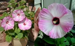 Luna Pink Swirl Hardy Hibiscus - 3 Gallon Pot -Stylish Garden Plant Store Hibiscus Luna Pink Swirl 4