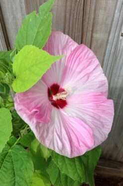 Luna Pink Swirl Hardy Hibiscus - 3 Gallon Pot -Stylish Garden Plant Store Hibiscus Luna Pink Swirl 500x750 1