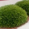 Bordeaux Dwarf Yaupon Holly - 1 Gallon Pot -Stylish Garden Plant Store Holly Bordeaux 10