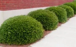 Bordeaux Dwarf Yaupon Holly - 1 Gallon Pot -Stylish Garden Plant Store Holly Bordeaux 11