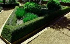 Bordeaux Dwarf Yaupon Holly - 1 Gallon Pot -Stylish Garden Plant Store Holly Bordeaux 12