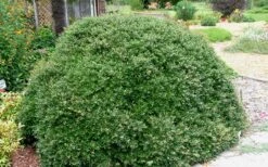 Bordeaux Dwarf Yaupon Holly - 1 Gallon Pot -Stylish Garden Plant Store Holly Bordeaux 13