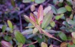 Bordeaux Dwarf Yaupon Holly - 1 Gallon Pot -Stylish Garden Plant Store Holly Bordeaux Dwarf Yaupon NewGrowth