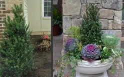 Pyramidal Compacta Japanese Holly - 3 Gallon Pot -Stylish Garden Plant Store Holly Compacta Pyramidal 2