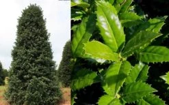 Mary Nell Holly - 1 Gallon Pot -Stylish Garden Plant Store Holly Mary Nell