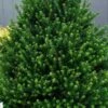 Pyramidal Compacta Japanese Holly - 3 Gallon Pot -Stylish Garden Plant Store Holly Pyramidal Compacta BS