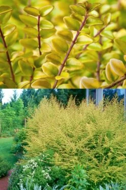 Baggesens Gold Box Leaf Honeysuckle - Quart Pot -Stylish Garden Plant Store Honeysuckle Baggesens Gold 2 500x750 1