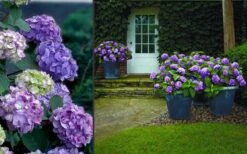 Bloomstruck Endless Summer Hydrangea - 1 Gallon Pot 12 Bloomstruck Endless Summer Hydrangea - 1 Gallon Pot -Stylish Garden Plant Store Hydrangea Bloomstruck 2