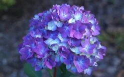 Bloomstruck Endless Summer Hydrangea - 1 Gallon Pot 11 Bloomstruck Endless Summer Hydrangea - 1 Gallon Pot -Stylish Garden Plant Store Hydrangea Bloomstruck Bloom