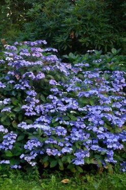 Blue Wave Lacecap Hydrangea - 3 Gallon Pot -Stylish Garden Plant Store Hydrangea Blue Wave 1