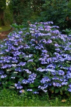 Blue Wave Lacecap Hydrangea - 3 Gallon Pot -Stylish Garden Plant Store Hydrangea Blue Wave 3
