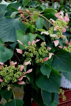 Rose Sensation Pink Climbing Hydrangea Vine - 1 Gallon Pot -Stylish Garden Plant Store Hydrangea Climbing Rose Sensation 2