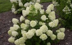 Little Lime Hydrangea - 3 Pack Of Quart Pots -Stylish Garden Plant Store Hydrangea Little Lime 1