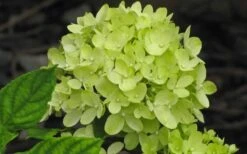 Little Lime Hydrangea - 3 Pack Of Quart Pots -Stylish Garden Plant Store Hydrangea Little Lime