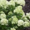Little Lime Hydrangea - 3 Pack Of Quart Pots -Stylish Garden Plant Store Hydrangea Little Lime 500x750 1