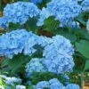 Mini Penny Hydrangea - 1 Gallon Pot -Stylish Garden Plant Store Hydrangea Mini Penny 1