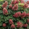 Ruby Slippers Dwarf Oakleaf Hydrangea - 7 Gallon Pot -Stylish Garden Plant Store Hydrangea Oakleaf Ruby Slippers 500x750 1