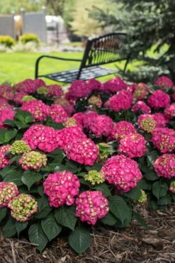 Summer Crush Endless Summer Hydrangea - 6 Gallon Pot -Stylish Garden Plant Store Hydrangea Summer Crush Endless Summer 3