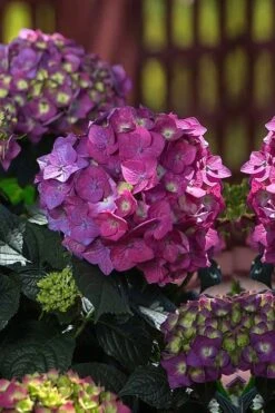 Summer Crush Endless Summer Hydrangea - 6 Gallon Pot -Stylish Garden Plant Store Hydrangea Summer Crush Endless Summer 4