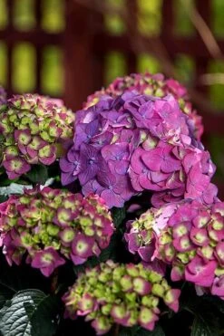 Summer Crush Endless Summer Hydrangea - 6 Gallon Pot -Stylish Garden Plant Store Hydrangea Summer Crush Endless Summer 5