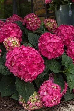 Summer Crush Endless Summer Hydrangea - 6 Gallon Pot -Stylish Garden Plant Store Hydrangea Summer Crush Endless Summer 7