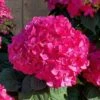 Summer Crush Endless Summer Hydrangea - 6 Gallon Pot -Stylish Garden Plant Store Hydrangea Summer Crush Endless Summer 8