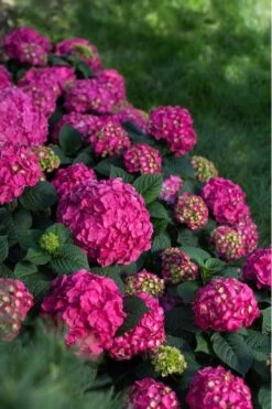 Summer Crush Endless Summer Hydrangea - 6 Gallon Pot -Stylish Garden Plant Store Hydrangea Summer Crush Endless Summer 9