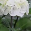 Zebra Hydrangea - 3 Gallon Pot -Stylish Garden Plant Store Hydrangea Zebra 500x750 2