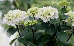 Zebra Hydrangea - 1 Gallon Pot -Stylish Garden Plant Store Hydrangea Zebra Flowers