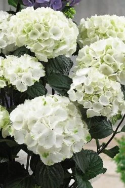 Zebra Hydrangea - 1 Gallon Pot -Stylish Garden Plant Store Hydrangrea Zebra 12