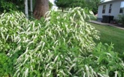 Henry's Garnet Virginia Sweetspire - Itea Virginica - 3 Gallon Pot -Stylish Garden Plant Store Itea Henry Garnet 50