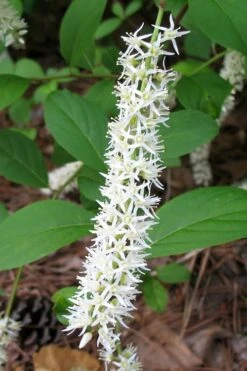 Henry's Garnet Virginia Sweetspire - Itea Virginica - 3 Gallon Pot -Stylish Garden Plant Store Itea Henrys Garnet 10